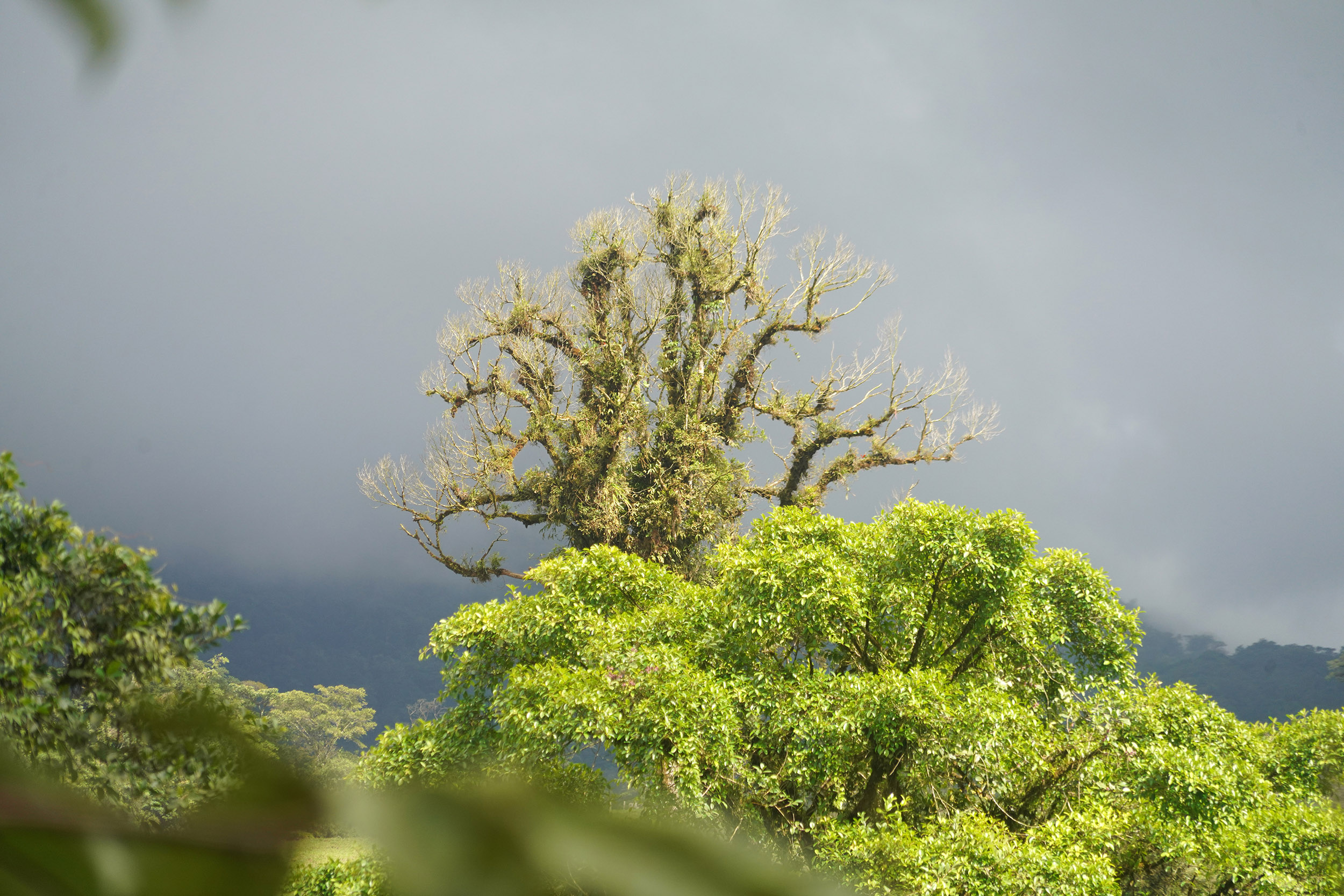 Costa Rica - Février 2025